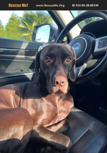 ADOPT 24042800149 German Shorthaired Pointer Rescue Cle Elum WA