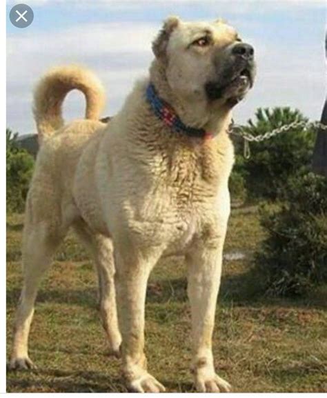 Sivas Kangalı Kangal Köpeği Köpek Türleri Köpek