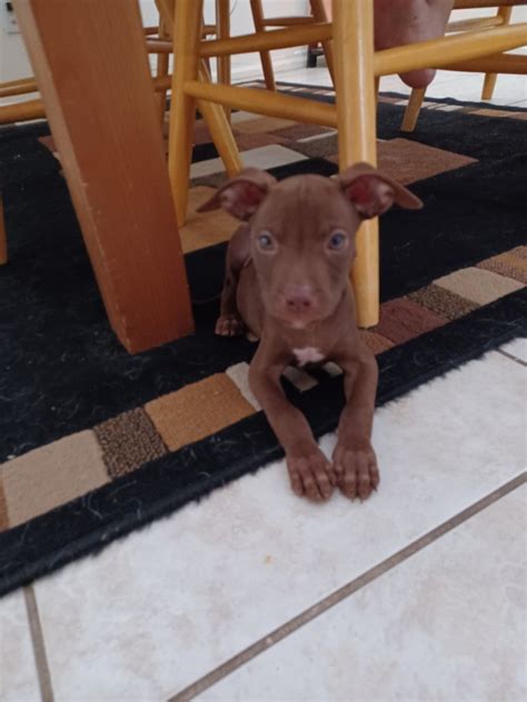 American Pit Bull Terrier Puppies For Sale Laveen Village AZ 444964