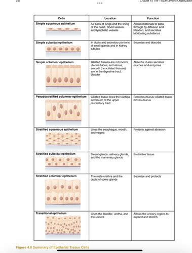 Chapter 4 Tissue Level Organization Flashcards Quizlet