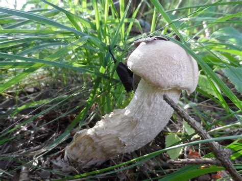 Křemenáč březový Cottage core Stuffed mushrooms Bird