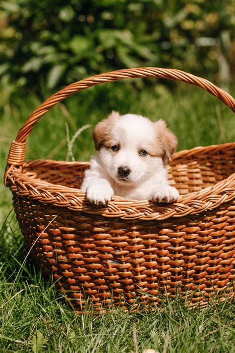 Cachorro Esponjoso Sentado En Una Canasta Imagen De Archivo Imagen De