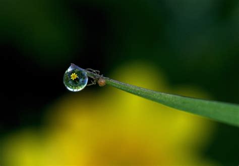 Images Gratuites Eau La Nature Herbe Branche Gouttelette Laissez