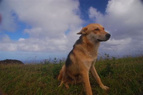 11 Majestic Dogs Handling The Wind Way Better Than You · The Daily Edge