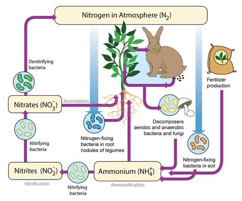 The Nitrogen Cycle Ck 12 Foundation