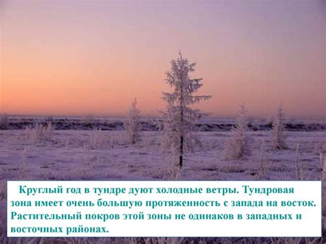 Тундра - презентация онлайн
