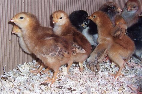 Rhode Island Red Chicks