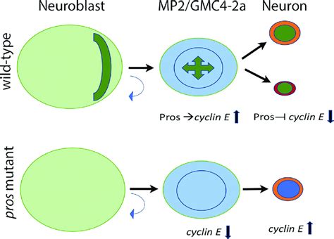 Pros Mediates The Division Potential Of Precursors And Post Mitotic