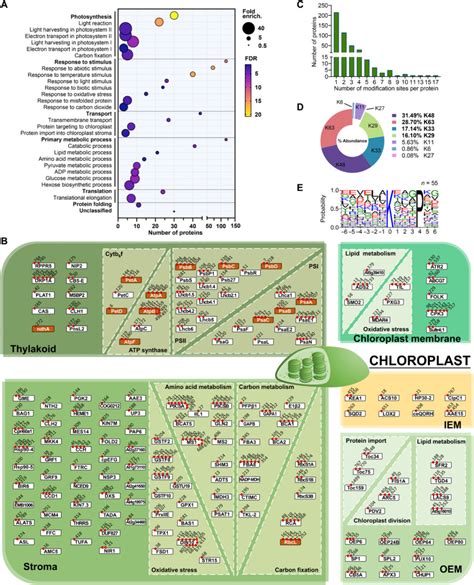 蛋白质组学与拟靶向脂质组学揭示叶绿体光合作用的新机制 哔哩哔哩