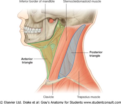 Posterior Triangle Of Neck PPT 3 Flashcards Quizlet