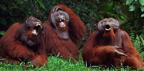 Which Animals Can Laugh And Why Should They Do So