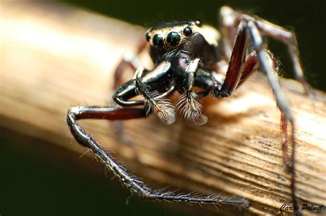 Jumping Spider Kingdom Animalia Phylum Arthropoda Class Flickr