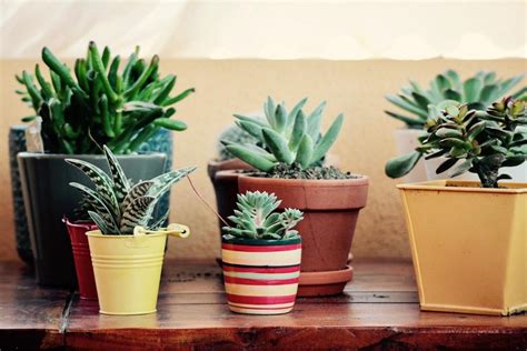 Differenza Tra Cactus E Succulente Conosciamo Le Piante Grasse