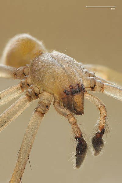 Common House Spider Florida Backyard Spiders