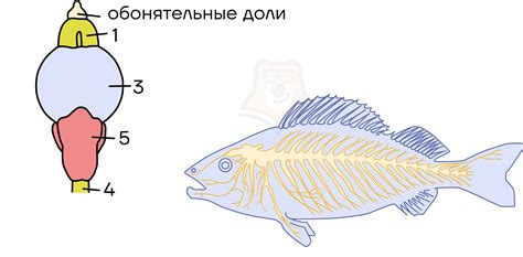 Класс Хрящевые рыбы - Умскул Учебник