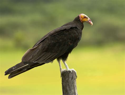 Lesser Yellow-headed Vulture - Owen Deutsch Photography