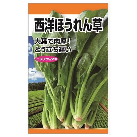 ほうれん草 西洋ほうれん草大葉 種・小袋 （15ml） 固定種 Tanex 0182 苗木部 花ひろばオンライン 通販