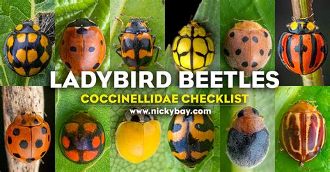 Types Of Ladybird Beetle