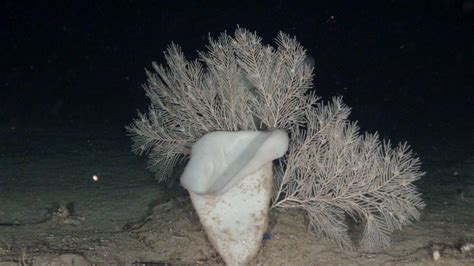 Benthic fauna of littoral and deep-sea habitats of the Alboran Sea: A ...