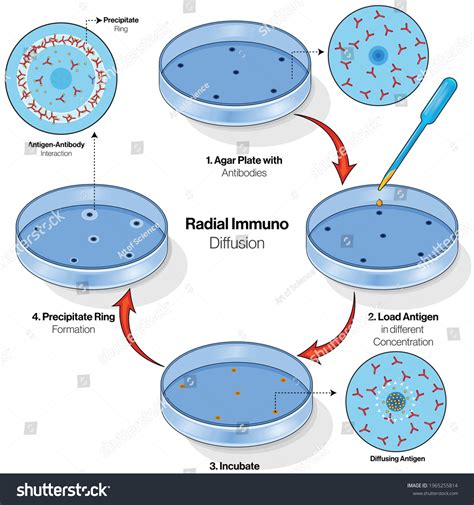 Illustration Of Radial Immunodiffusion Assay Royalty Free Stock Vector 1965255814