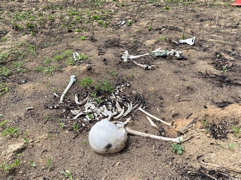 Ossada Humana Encontrada Queimada Em Terreno Em Mt Mato Grosso G