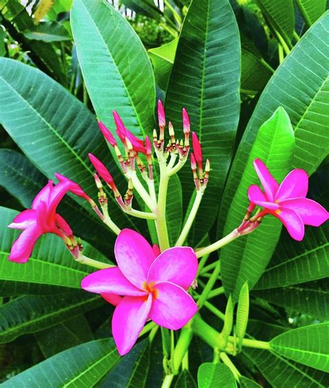 Pink Frangipani Photograph By Isabelle Seidner Fine Art America