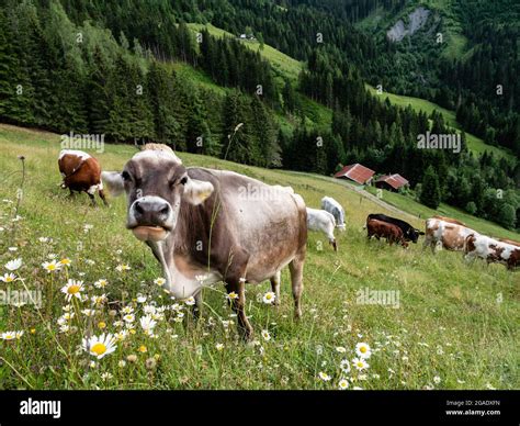 Tyrolean Gray Cattle Hi Res Stock Photography And Images Alamy