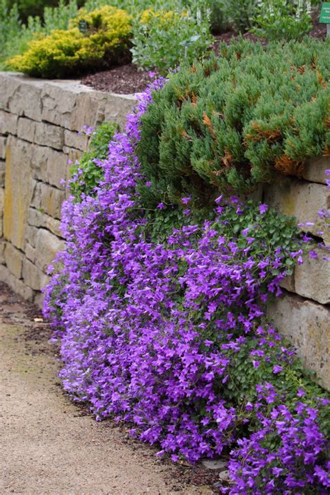 Campanula Garganica Samen Kaufen Saatgut Adria Polster Glockenblume