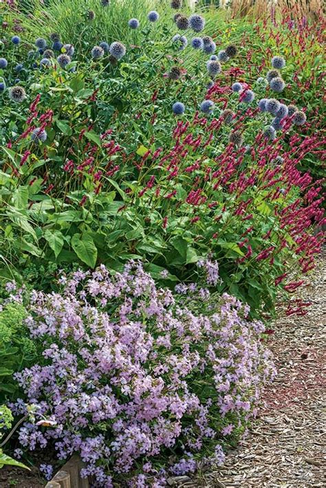 Comment R Aliser Un Massif D T De Vivaces Pas Pas Massif Fleurs