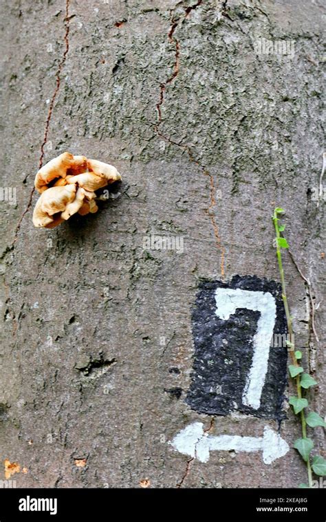 Oyster Mushroom Pleurotus Ostreatus And Blaze On A Beech Trunk