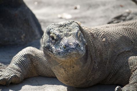 Komodo Dragon Spirit Animal Totems