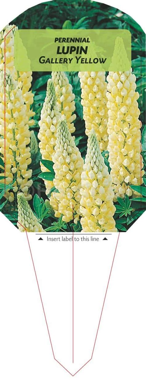 Lupin Gallery Yellow Hortipak E Store