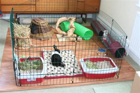 Indoor Rabbit Cage Setup Ideas - Pets Tutorial