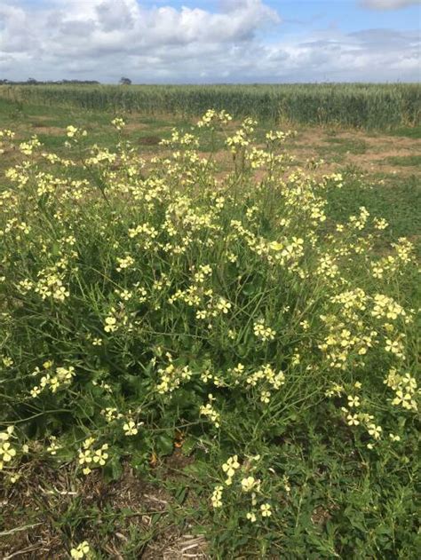 Test For Herbicide Resistance In Weeds Stock And Land Vic