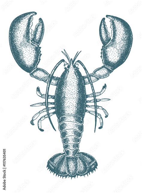 Vector Illustration Of A Lobster Drawn In Ink Hand Drawing Engraved