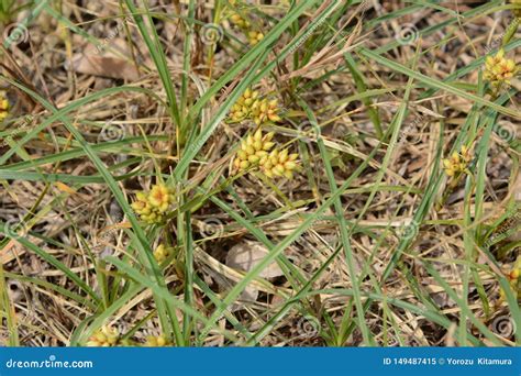 dwarf sedge carex pumila stock image image  grass
