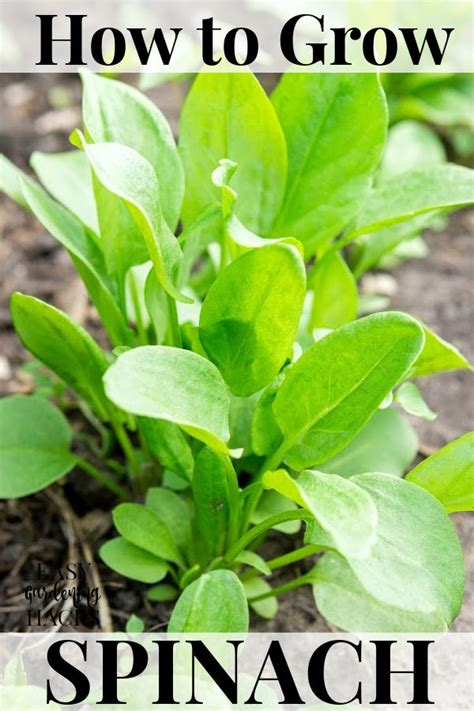 How To Grow Spinach Easy Gardening Hacks