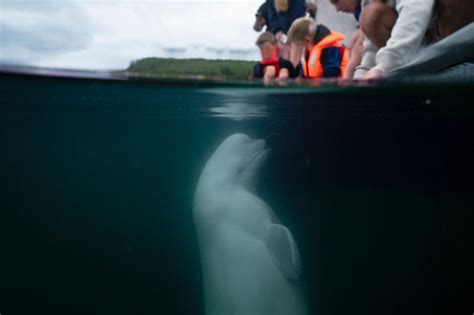 Celebrated Russian Spy Whale Found Dead Off Norwegian Coast