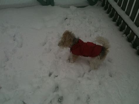 Snow Flickr