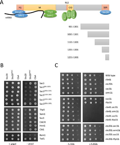 Figure From A Proteinprotein Interaction Analysis Suggests A Wide