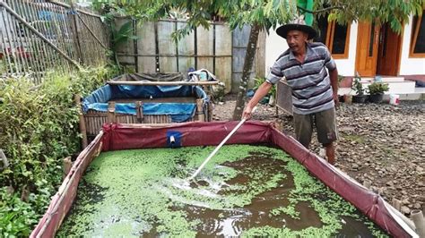 Mengenal Azolla Penyelamat Peternak Dari Potensi Kerugian