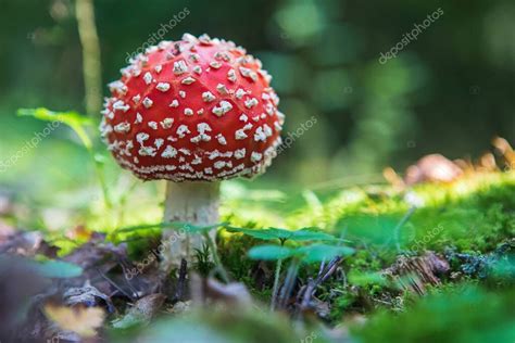 Mosca agárica Amanita muscaria hongo venenoso en el bosque 2022