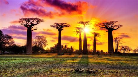 Alley Of The Baobabs Sunset Trees P Baobab Trees Landscape