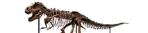 76 Million Year Old Gorgosaurus Dinosaur Skeleton Being Auctioned In