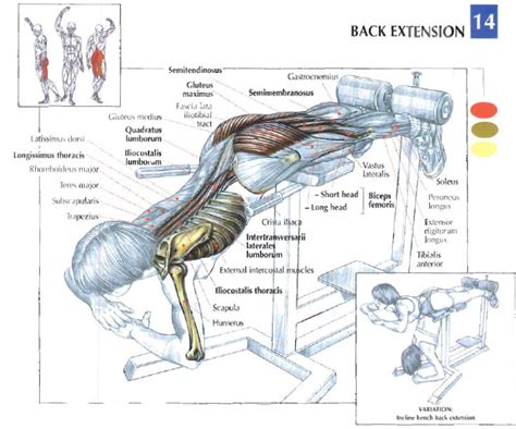 Back Extension Muscles Worked