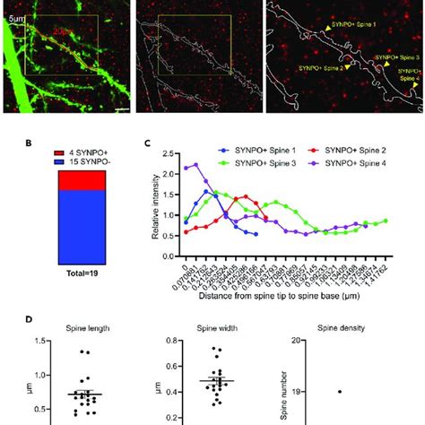 Determination of dendritic spine features (A) Representative results ... 