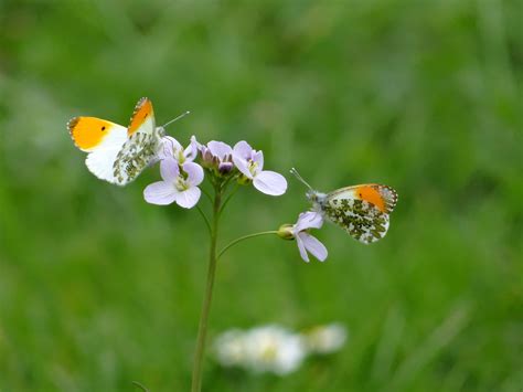 Accueillir La Biodiversit Au Jardin Nature En Ville Cergy Pontoise