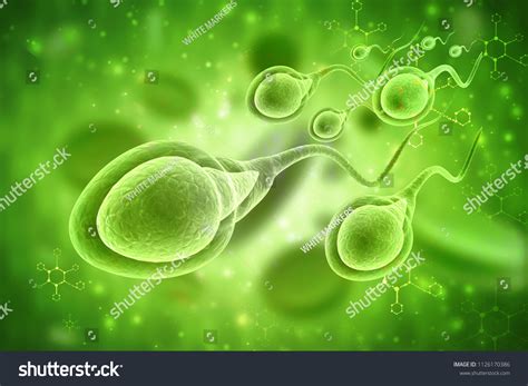 3d Illustration Human Sperm Cell Stock Illustration 1126170386