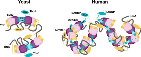 Structural Basis For High Order Complex Of Sarnp And Ddx B To