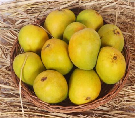 Ratnagiri Alphonso Mango Mad Over Mangoes